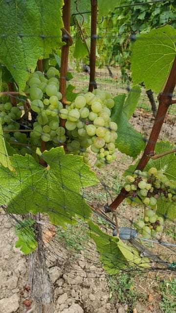 Lake Country Wine Tour (full day) - The Tour Guide’s Role: Education and Entertainment