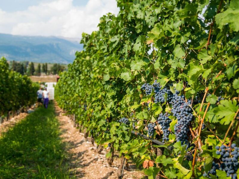 Lake Garda: Garda Hills Wine Tour and Tasting - Booking, Cancellation, and Flexibility