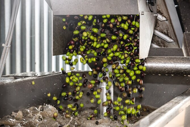 Lake Garda Olive Oil Tour and Tasting Experience - Practical Details and Meeting Arrangements