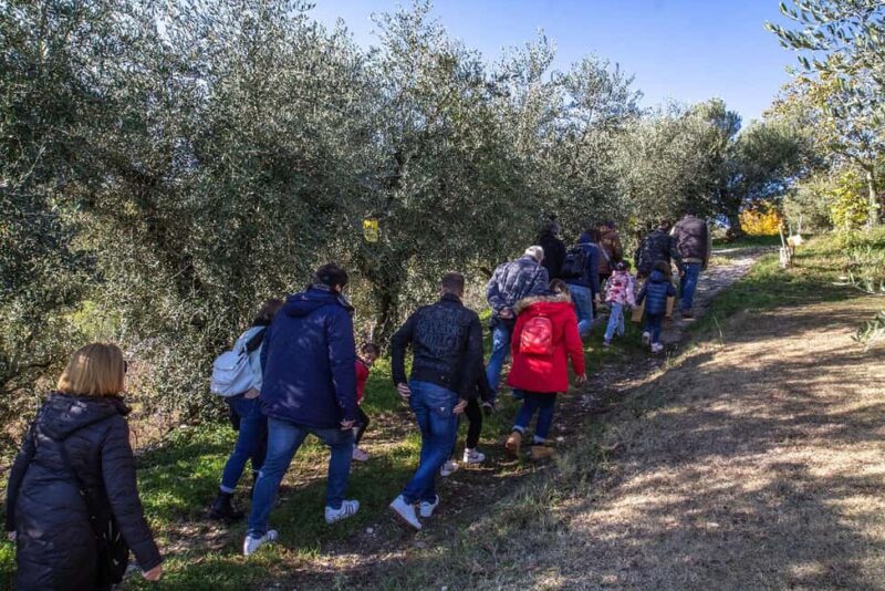 Lake Garda: Tour with 4 Olive Oil Tasting & Local Food - Practical Details: Meeting Point and Accessibility