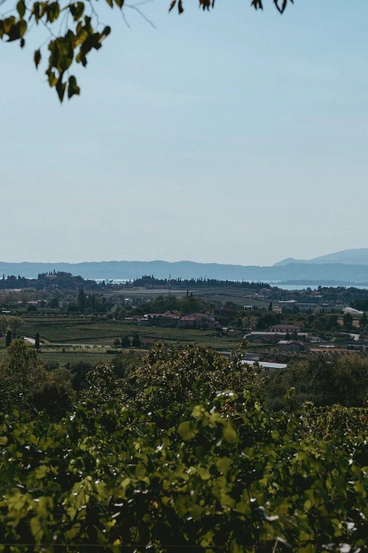 Lake Garda: Vineyard Tour and Tasting on the Hills - Tasting the Best of Castellani’s Wines