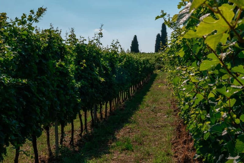 Lake Garda: Winery Tour & Wine Tasting with Local Delicacies - The Focus on Sustainability and Terroir