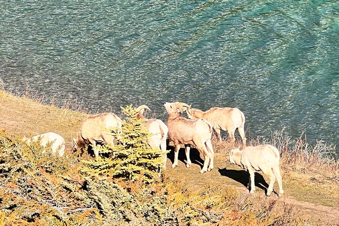 Lake Louise, Moraine Lake, Emerald Lake and Johnston Canyon Tour - Banff and Lake Minnewanka: Town and Mountain Lake Views