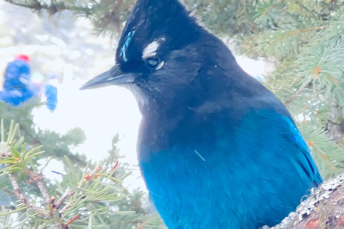 Lake Louise, Moraine Lake, Emerald Lake and Johnston Canyon Tour - Exploring Banff Avenue: The Towns Vibrant Heart