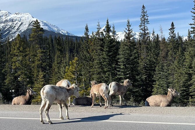 Lake Louise, Moraine Lake/Johnston Canyon, Banff Hot Springs Tour - Vermilion Lakes and Mount Rundle’s Reflection