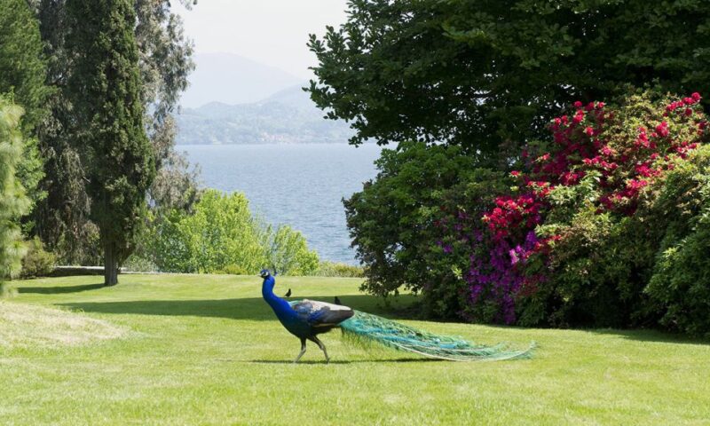 Lake Maggiore: Borromean Islands Tickets with Boat Transfer - Key Points