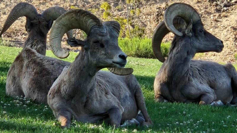 Lake Mead: VIP Kayak Tour to Hoover Dam with Lunch - Why Choose This Kayak Tour?