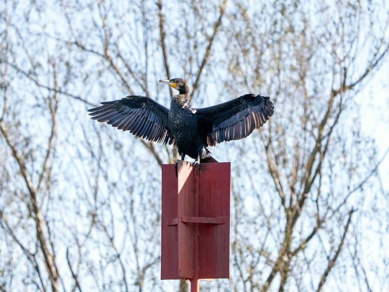 Lake Skadar: Early-morning Birdwatching and Photography Tour - Discover the Unique Charm of Lake Skadars Birdwatching Tours