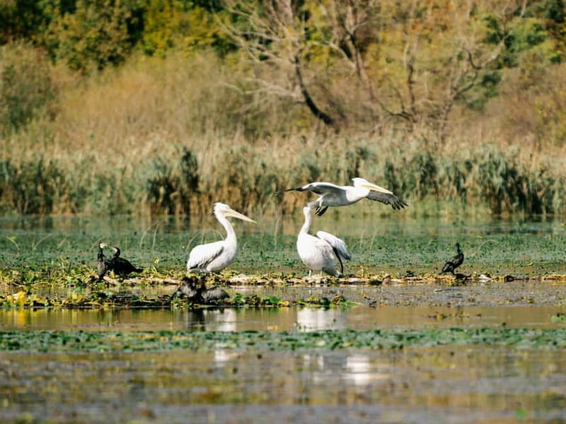Lake Skadar: Early-morning Birdwatching and Photography Tour - The Traditional Wooden Boat: Comfort and Authenticity