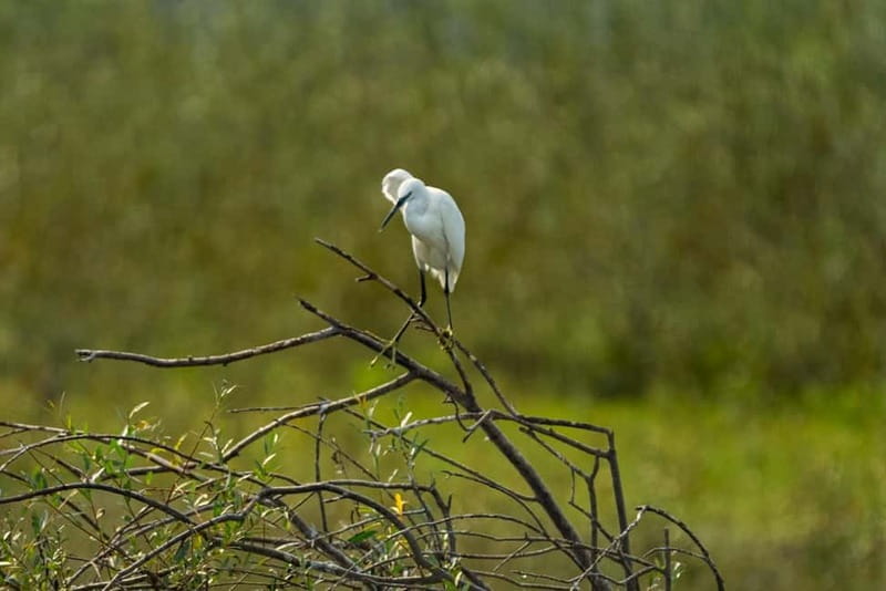 Lake Skadar: Early-morning Birdwatching and Photography Tour - The Stops Along the Route: From Virpazar to Fort Lesendro and Kamenik