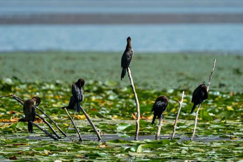 Lake Skadar: Early-morning Birdwatching and Photography Tour - The Guides Expertise and Personal Approach