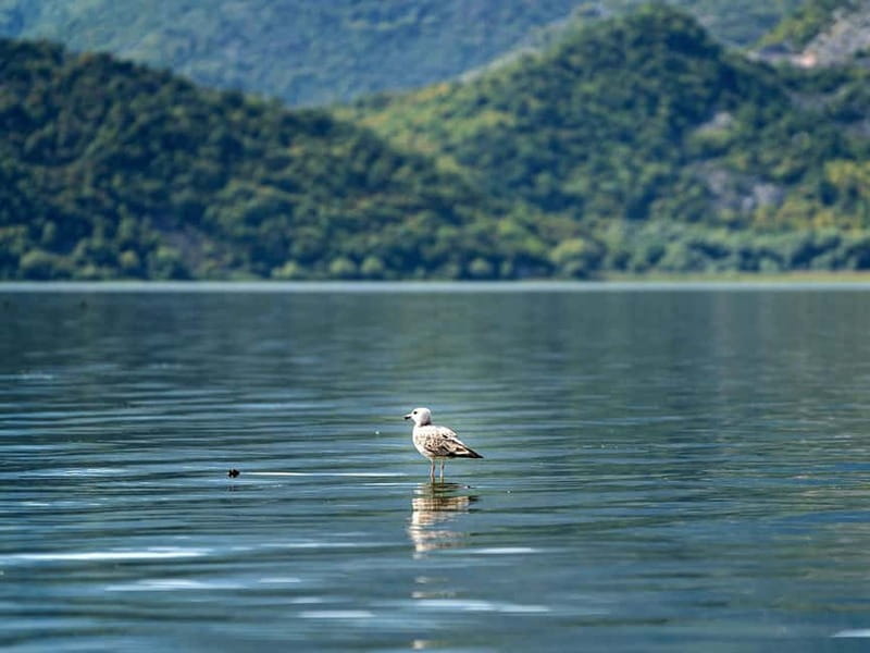 Lake Skadar: Early-morning Birdwatching and Photography Tour - Why Choose This Tour?