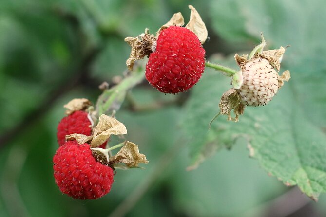 Lake Superior North Shore Self-Guided Audio Driving Tour - The Natural Wonders of Gooseberry Falls and Ionas Beach