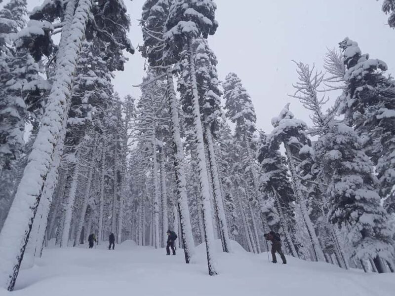 Lake Tahoe: Scenic Snowshoe Tour in a Winter Wonderland - Discovering Lake Tahoe’s Winter Ecology and Scenic Views