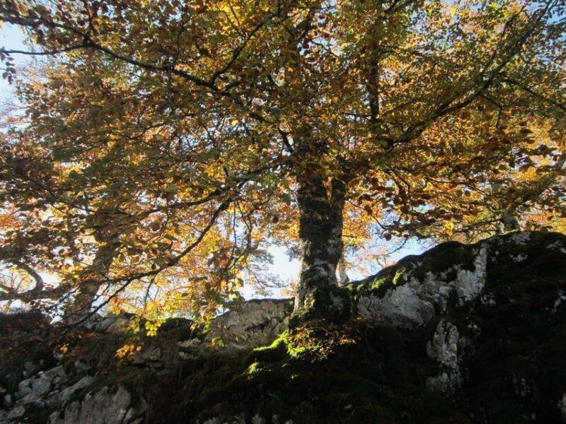Lakes of Covadonga and Sanctuary of Covadonga: Guided and interpreted tour - Discovering Lake Enol and Its Surroundings