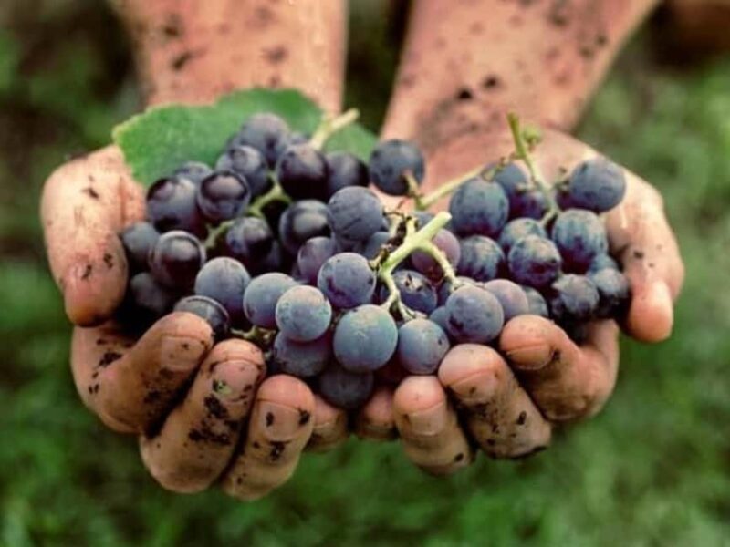 Lalez Wine Tasting, Wine Tour, Kayak & Full Lunch Experience - Logistics and Meeting Arrangements