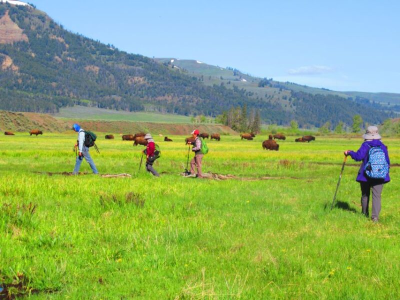 Lamar Valley: Safari Hiking Tour with Lunch - Expert Guides with Local Knowledge