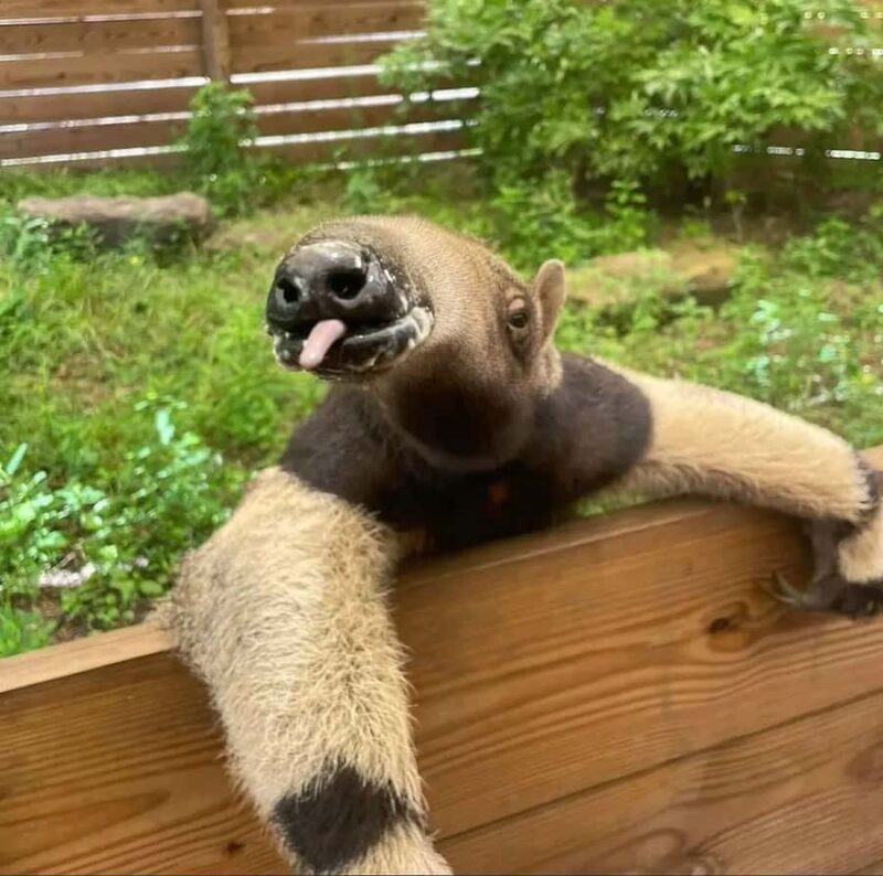 Lamont: Anteater Encounter at North Florida Wildlife Center - Key Points