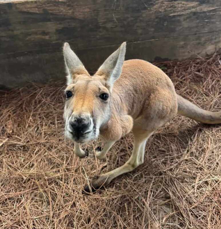 Lamont: Kangaroo Encounter at North Florida Wildlife Center - Key Points