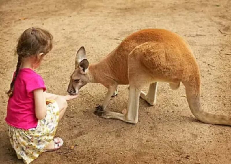Lamont: Kangaroo Encounter at North Florida Wildlife Center - The North Florida Wildlife Center Location in Lamont
