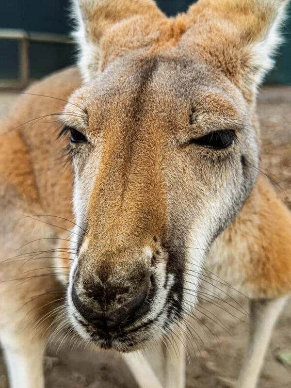 Lamont: Kangaroo Encounter at North Florida Wildlife Center - The Experience of Feeding and Touching Kangaroos