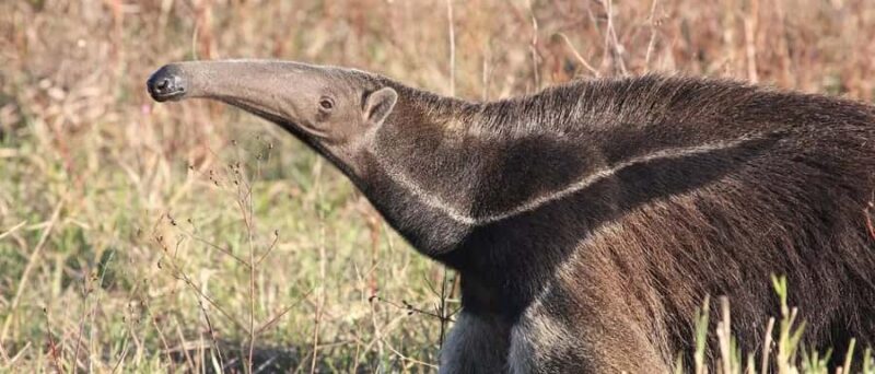 Lamont: North Florida Wildlife Center Guided Tour - Weather and Cancellation Policies