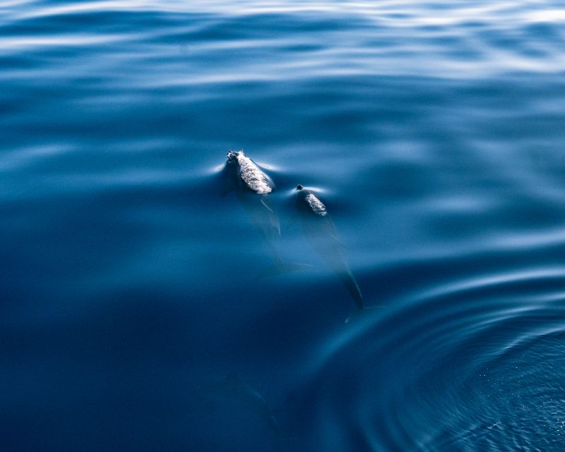 Lampedusa: Sunset Dolphin Sighting on a Pirate Ship - The Experience of Lampedusa from the Deck of a Galleon