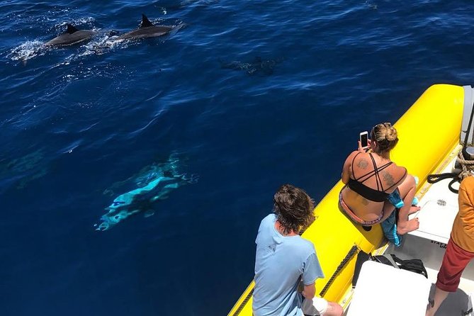 Lanai Deluxe Dolphin Adventure & 3 Snorkel Sites - The Marine Life You Might Encounter