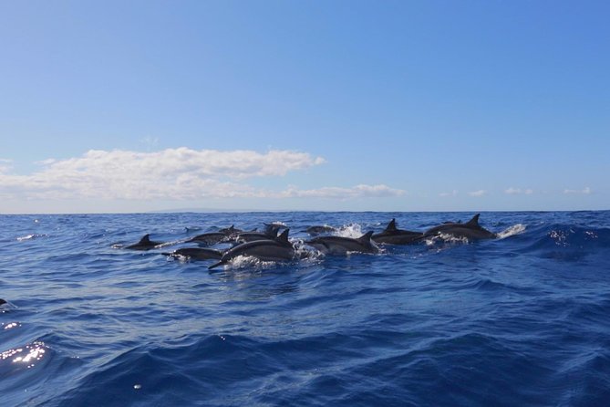 Lanai Deluxe Dolphin Adventure & 3 Snorkel Sites - The Boat and Crew Experience