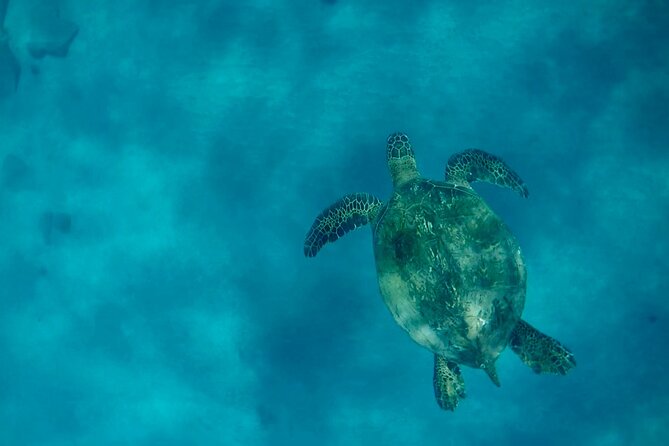 Lana'i Snorkel And Dolphin Quest with Maui Turtle Spot Tour - Physical Requirements and Accessibility