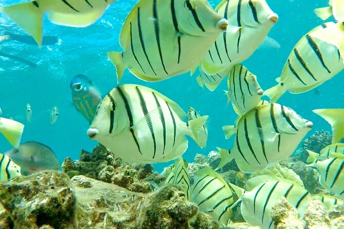 Lana'i Snorkel And Dolphin Quest with Maui Turtle Spot Tour - Comparing This Tour to Other Maui Adventures