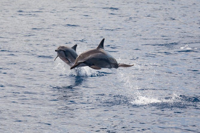 Lanai Snorkel and Dolphin Watch from Maalaea - What Makes the Catamaran Comfortable and Eco-Friendly