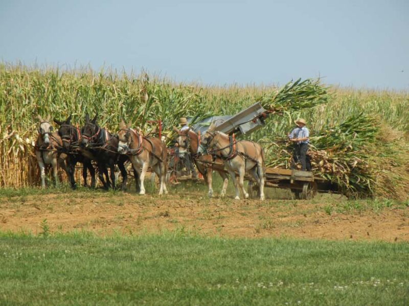 Lancaster: Amish Farmlands Guided Tour - Insightful Stories from a Knowledgeable Guide