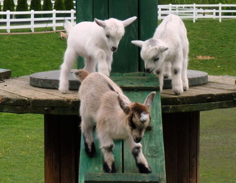 Lancaster County: Amish Farmlands, Museum Tour, Farm Visit - Considerations for Visitors