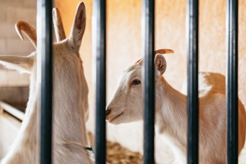 Lancaster County: Tour and Meal with an Amish Family - Explore Lancaster County’s Scenic Beauty with Local Guides