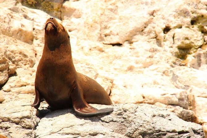 Land's End Sightseeing Boat Tour in Los Cabos - Logistics, Pacing, and Group Size