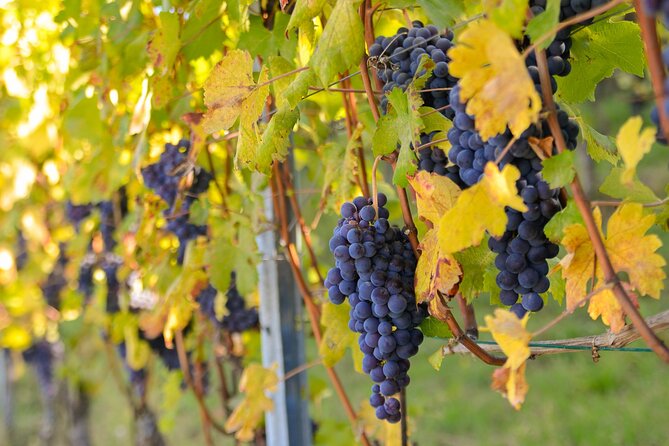 "Langhe del Barolo" Private E-bike Tour - Asphalt and Dirt Road - Explore the Langhe: A UNESCO Heritage Landscape on Two Wheels
