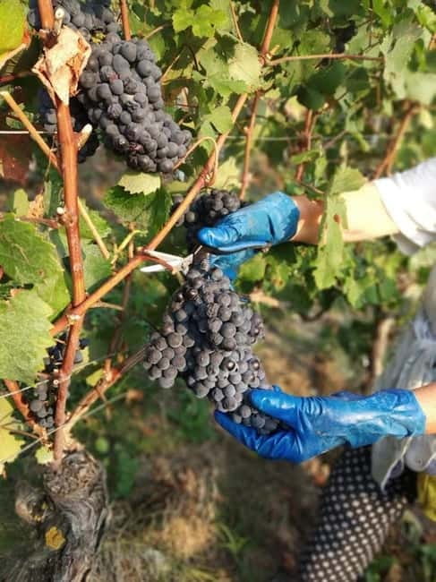 Langhe: grape seasons. Winery and vineyard tour with tasting - Discover the Langhe: A Grape Season Journey in Piedmont