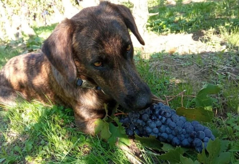 Langhe: grape seasons. Winery and vineyard tour with tasting - The Guided Walk: A Closer Look at the Vineyard Work