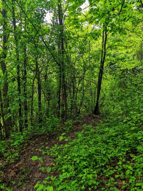 Langhe: Truffle Hunt with Local Trifulau and Dog - Discover the Authentic Truffle Hunt in Langhe with a Local Trifulau and Dog