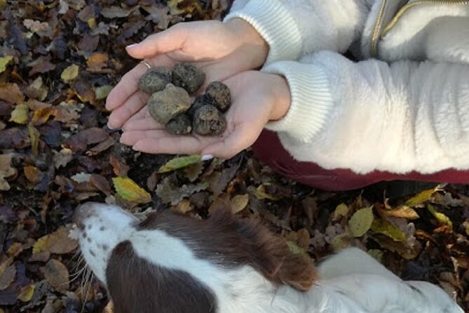Langhe Truffle hunting Experience - Meeting the Local Truffle Hunter and His Dogs