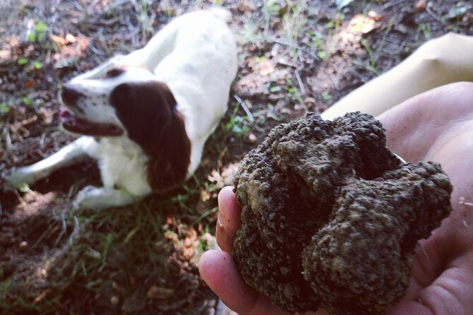Langhe Truffle hunting Experience - Seasonal Timing and Weather Considerations