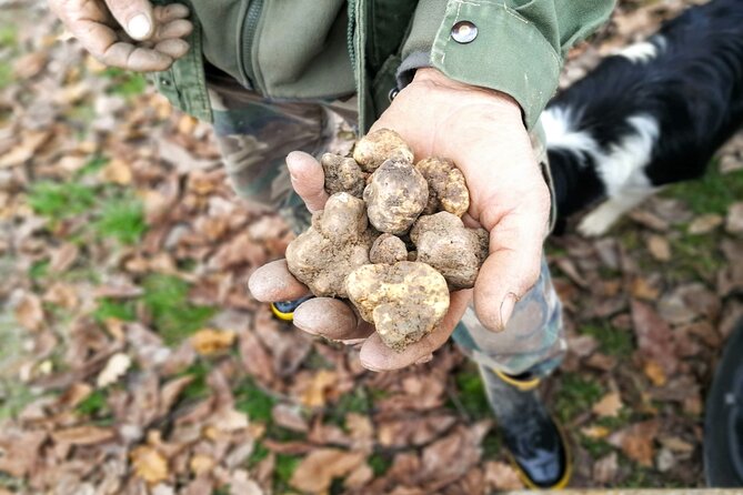 Langhe Truffle hunting Experience - The Role of the Dogs and Their Trainers