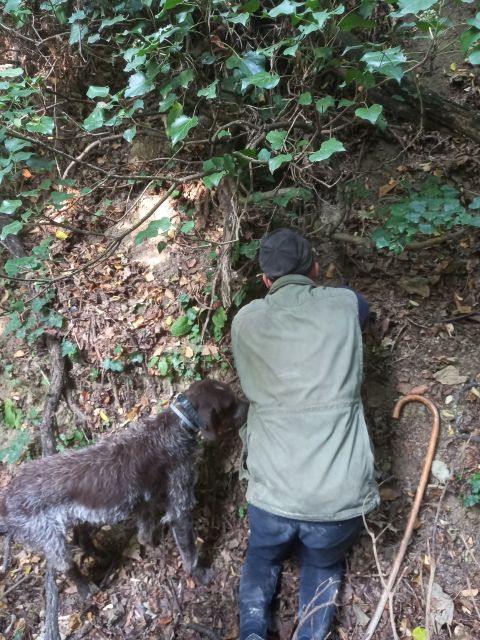 Langhe: Truffle Hunting Experience - What You Learn About Truffles and Their Growth