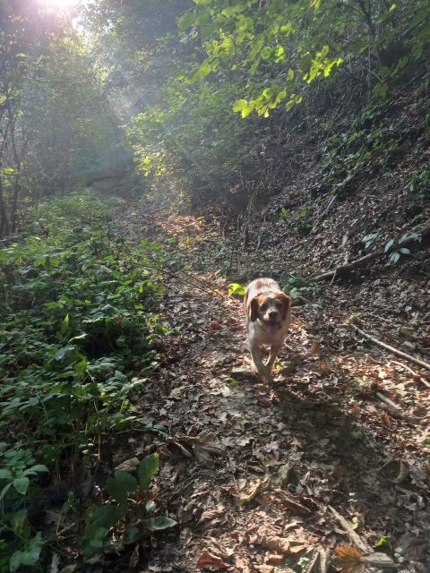 Langhe: Truffle Hunting Experience - Meet Giovanni and Turbo: The Expert Hunter and His Dog