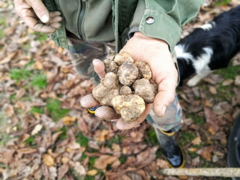 Langhe: Truffle Hunting Experience - Truffle Findings and How to Purchase Them