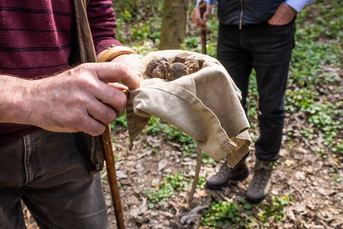 Langhe Wine Tour and Tasting - One day with a Somm - Reviews and Feedback: Consistent Excellence