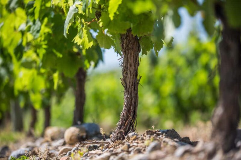 Languedoc: Terroir Tour & Tasting at Domaine de Baronarques - Logistics and Practical Details for Visitors