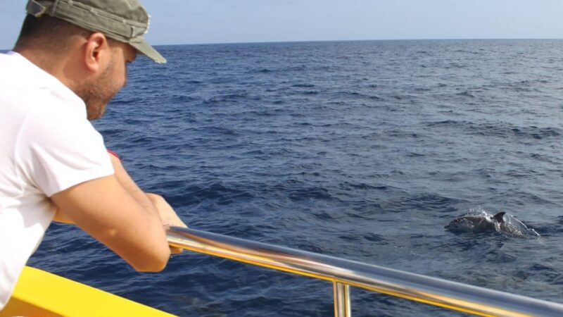 Lanzarote: 2.5-Hour Sunset and Dolphins Cruise - Key Points