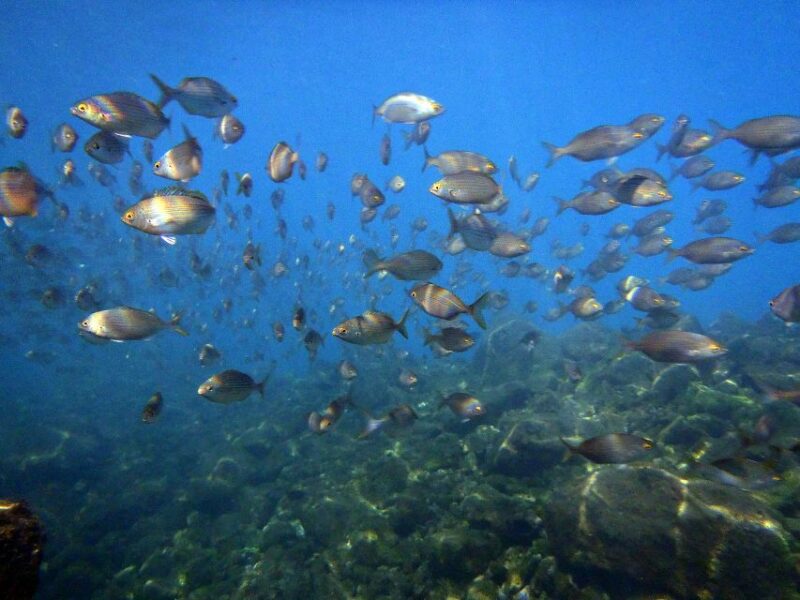 Lanzarote: 2-dive package in Playa Blanca - certified divers - Unique Aspects of This Lanzarote Diving Experience